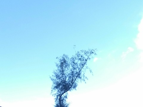 tree