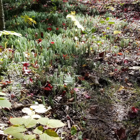summer forest