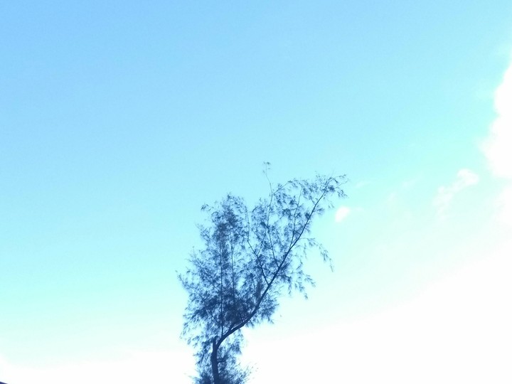 tree