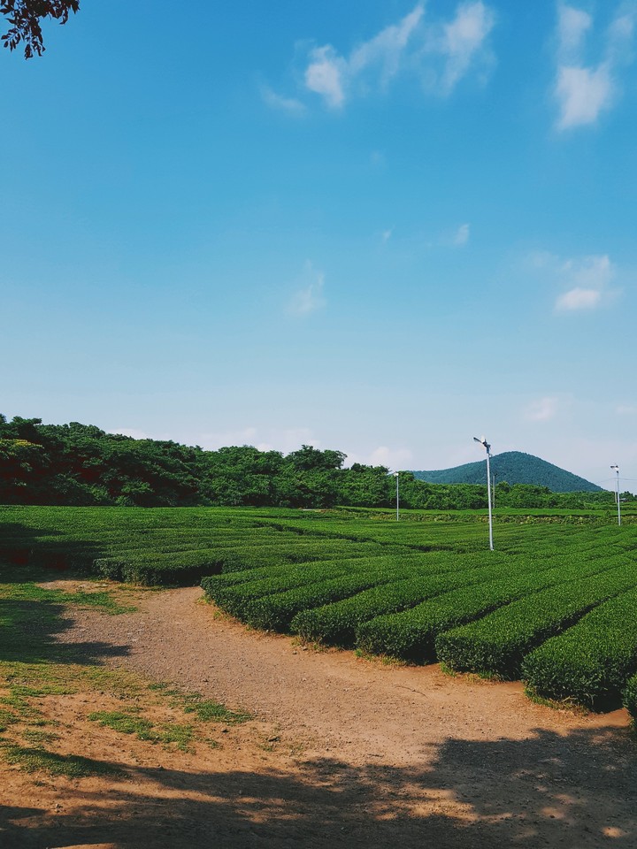 제주도 오설록 티 뮤지엄