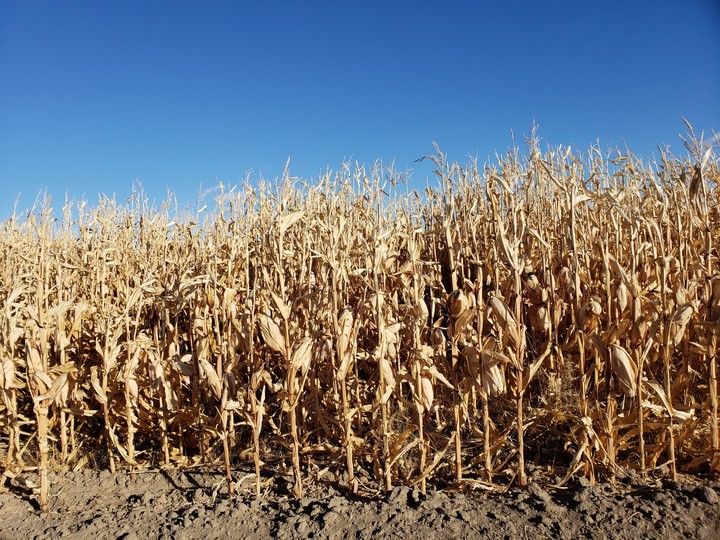 Vintage corn
