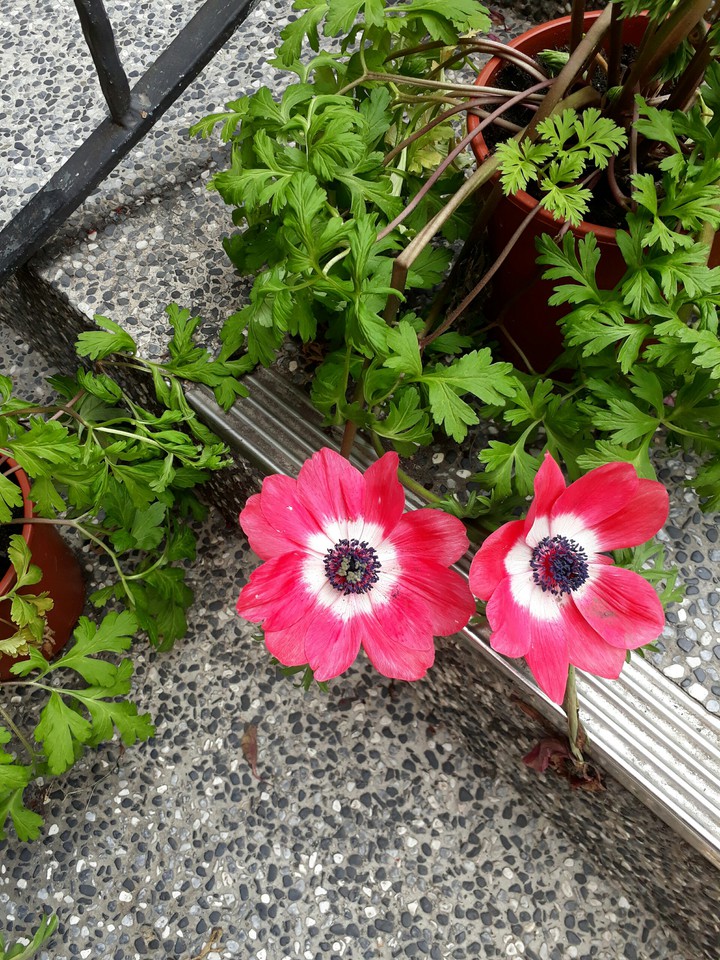 chrysanthemum 菊