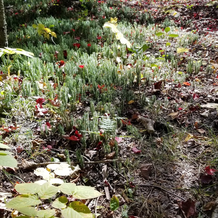 summer forest