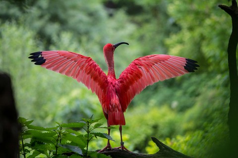 vertebrate, feather achtergronden