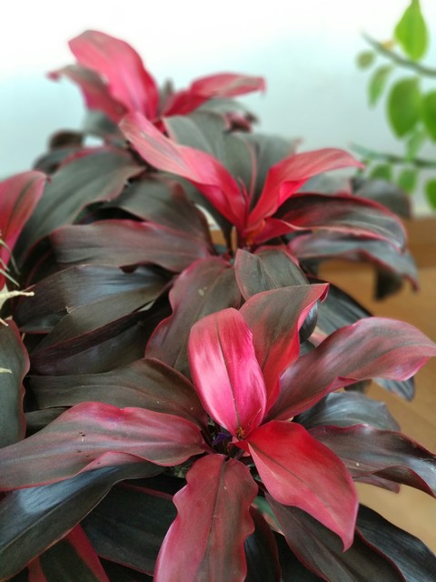 sfondi herb, houseplant