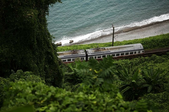 tree train sea