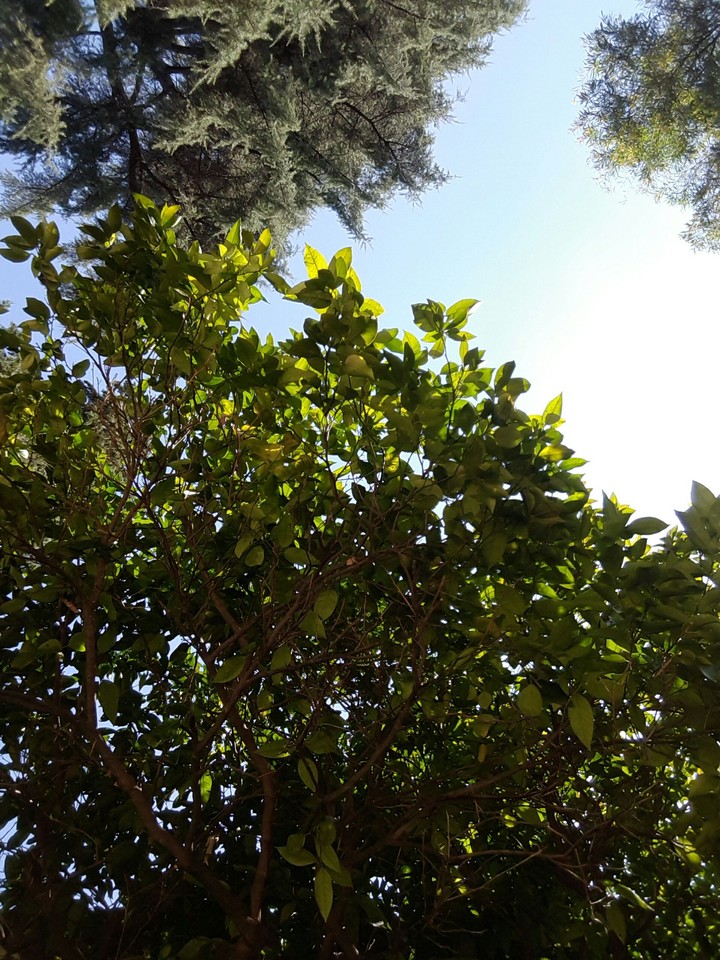 Nature