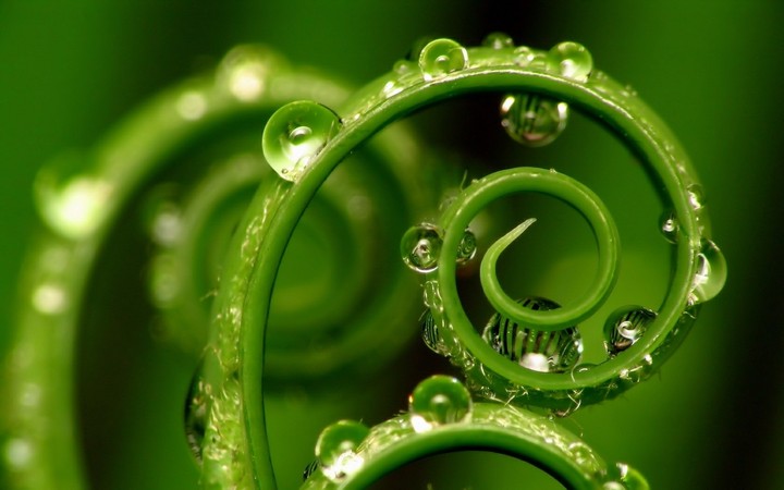 water drops on curly leaves