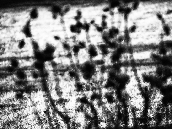 dark