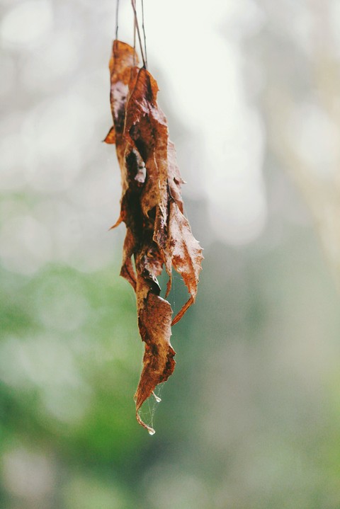 sfondi invertebrate, pest