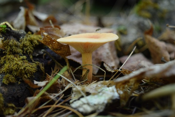 mushroom