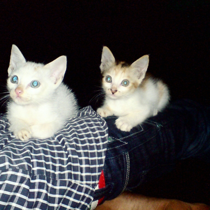 with my kitties