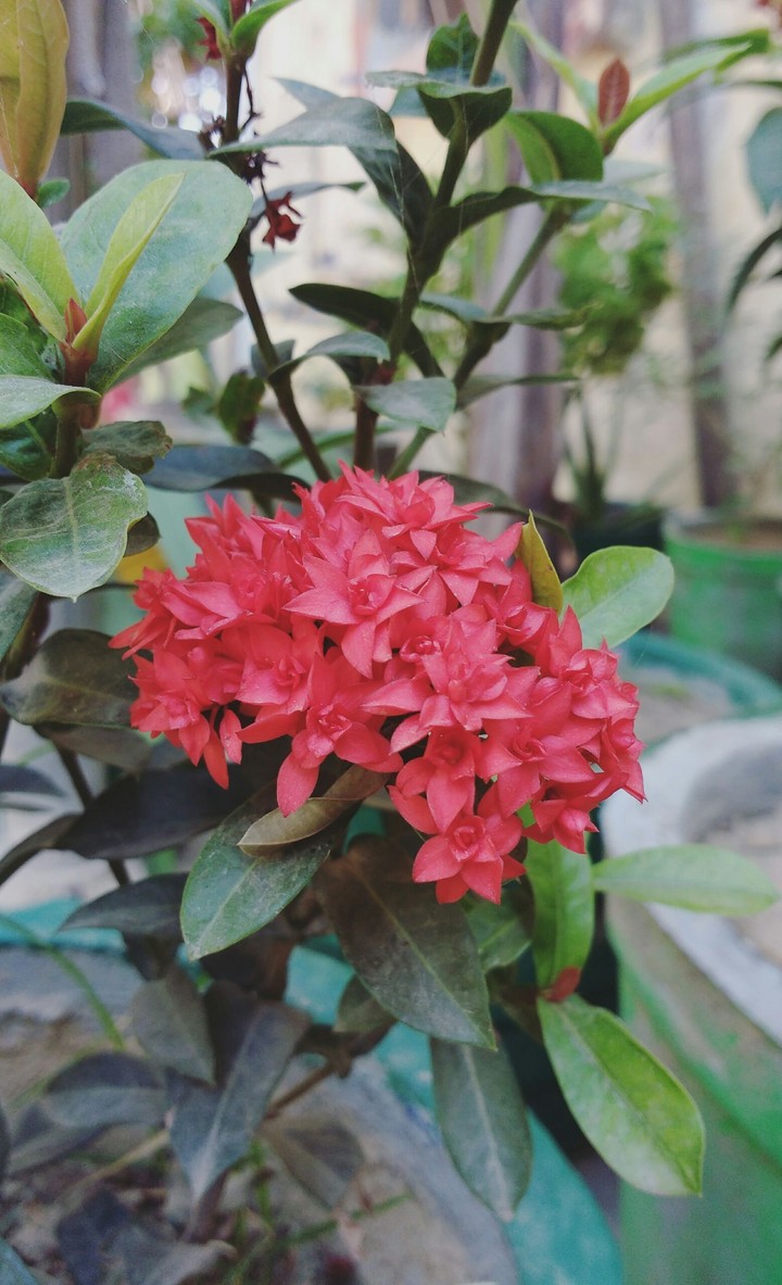 red flowers