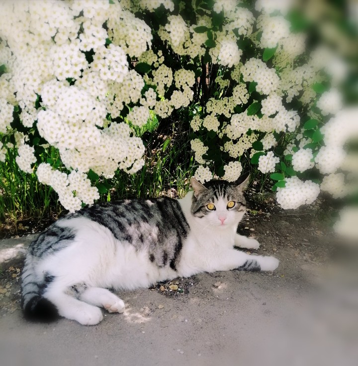 Fat cat)))