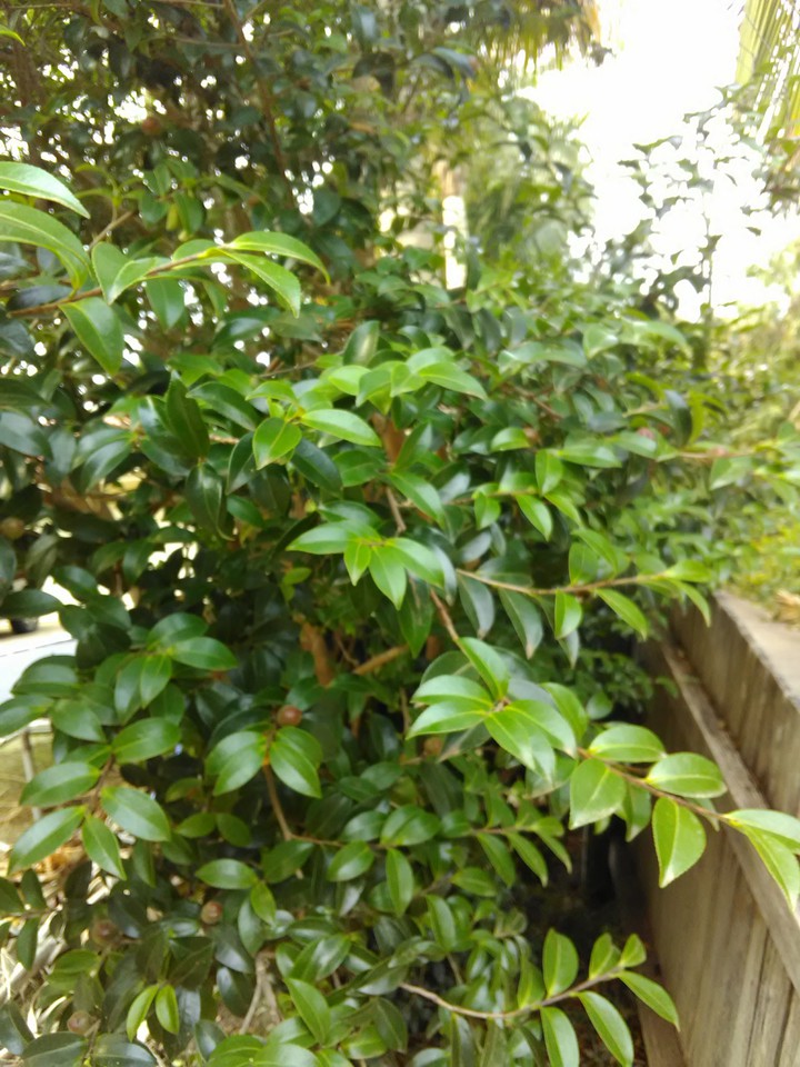 Leaves