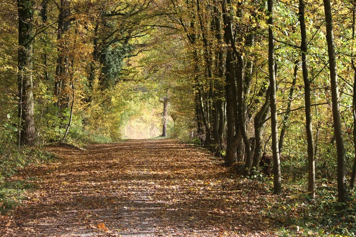 woodland