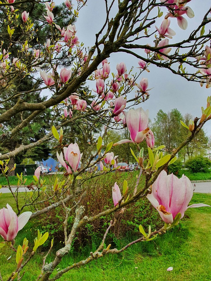 spring