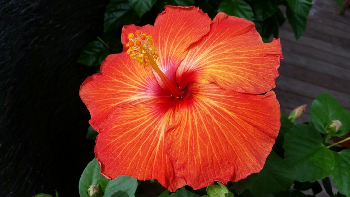 natural hibiscus