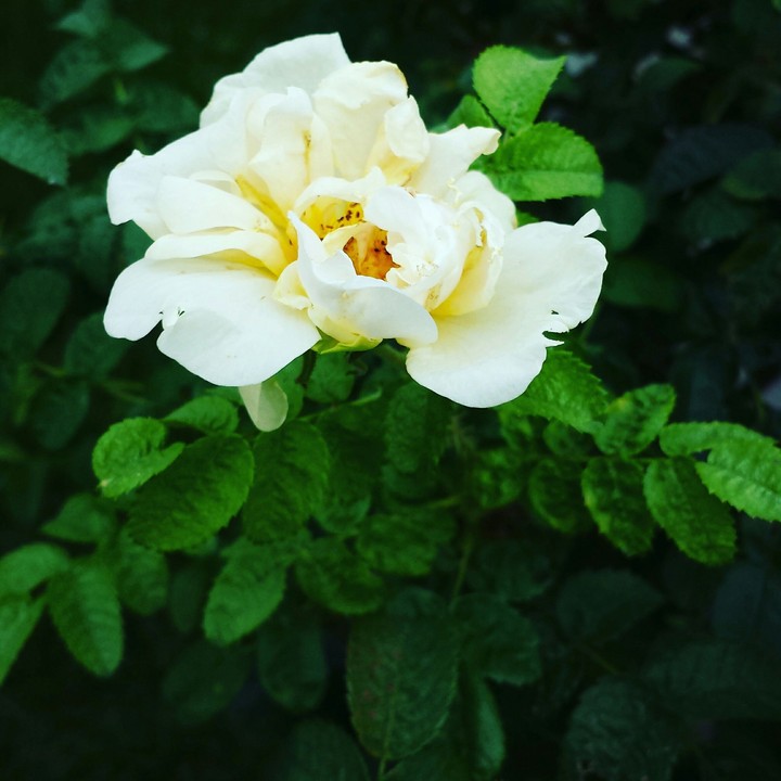 White rose