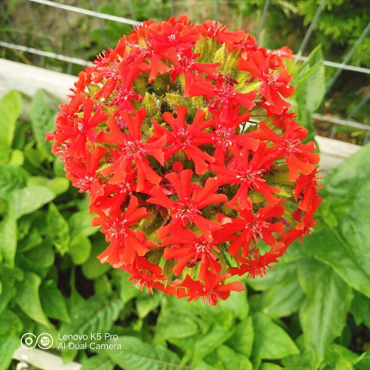цветы