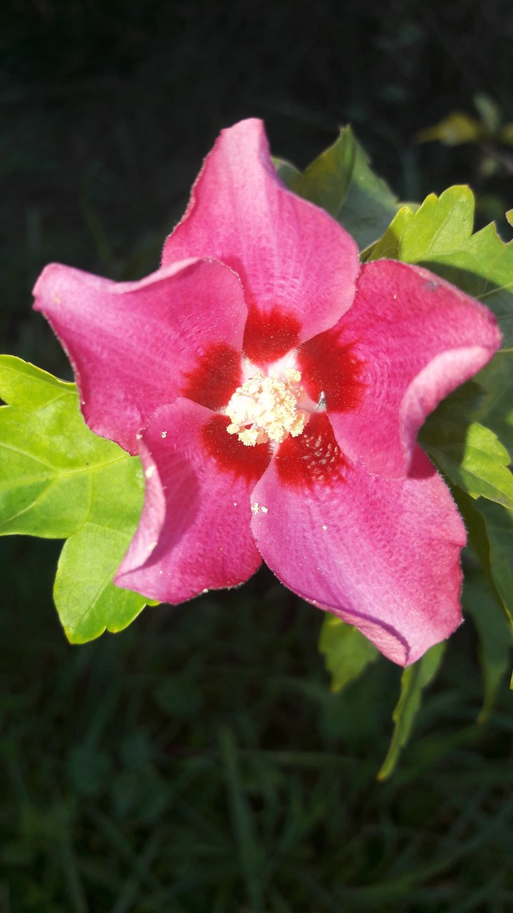 Hibiskus 2