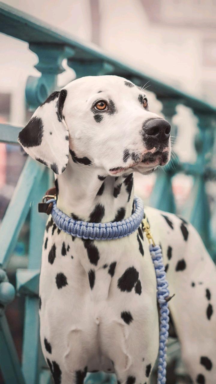 may dog