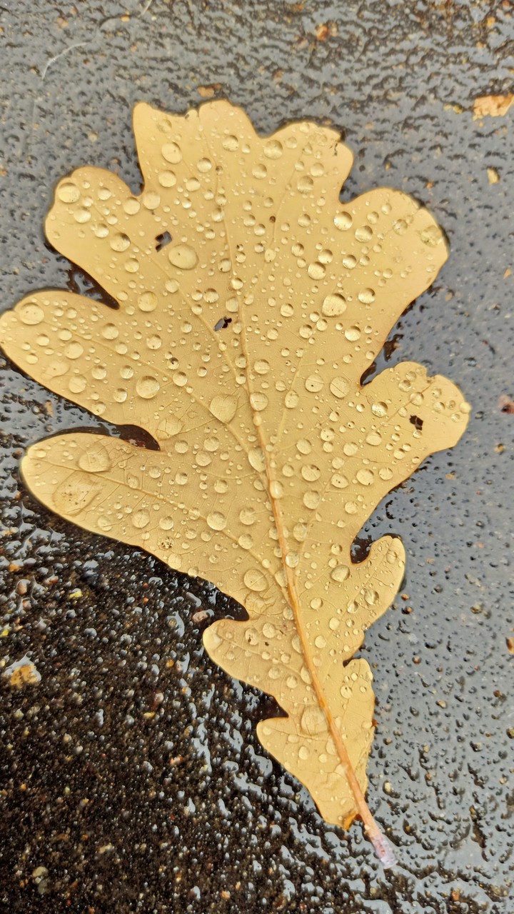 oak leaf