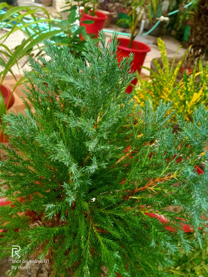 Green And Happy