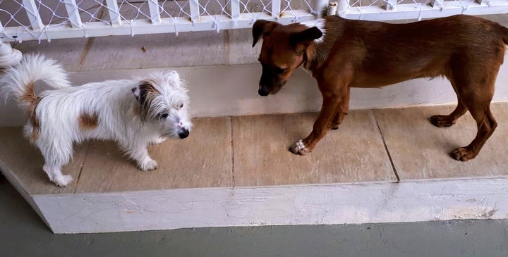 Toninho e Rubick
