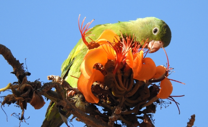 bird