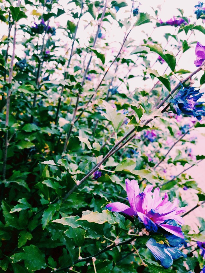 flowers