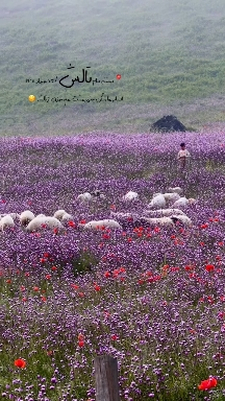 Talesh  Gilan Iran