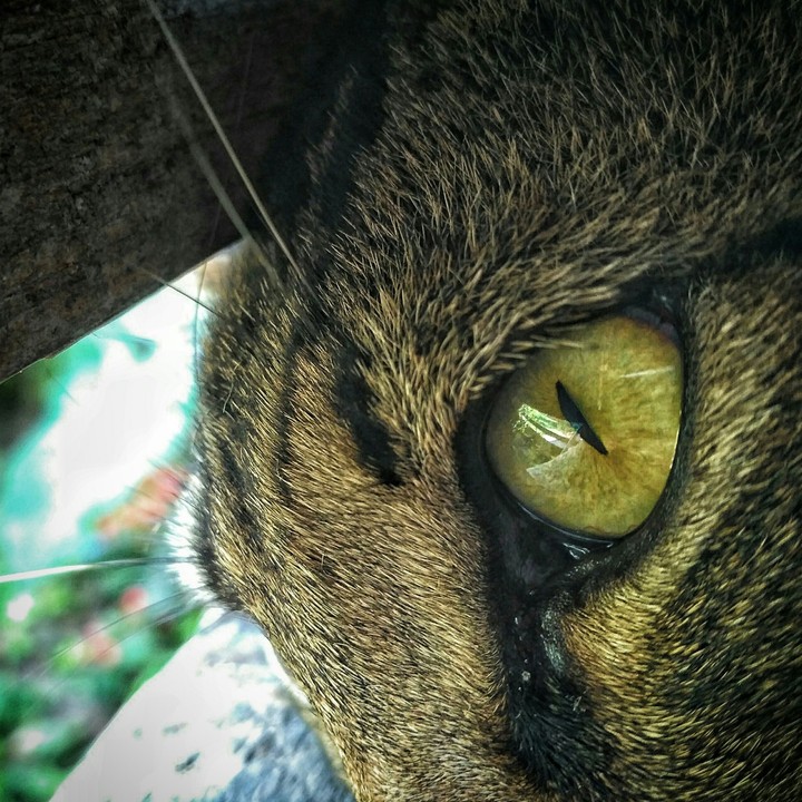 gato