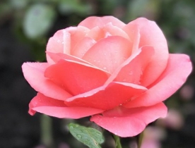 rosee