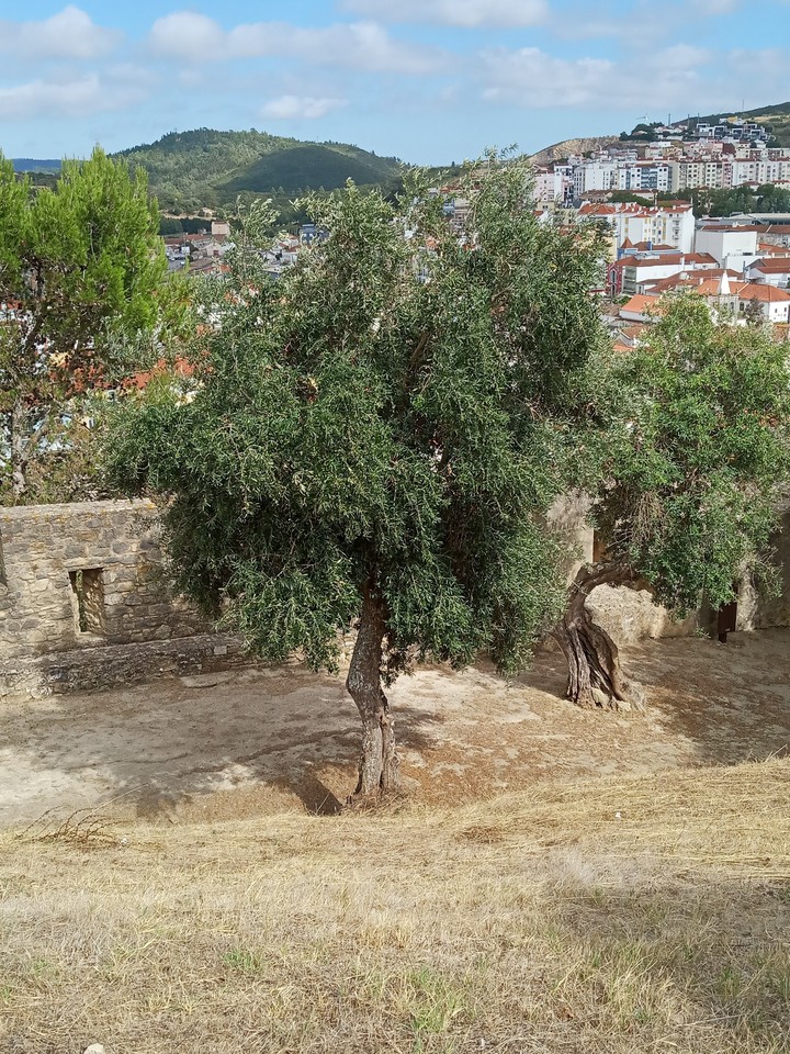 árvore