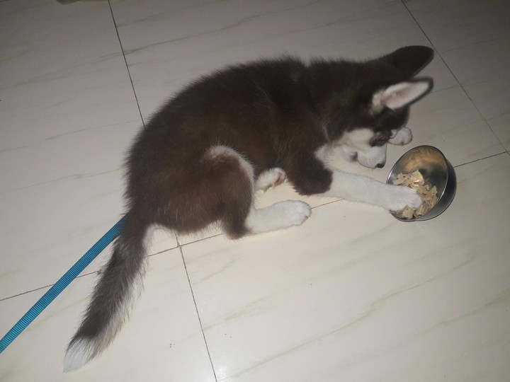siberian husky