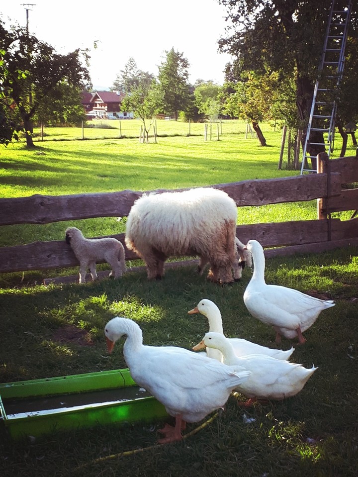 animals