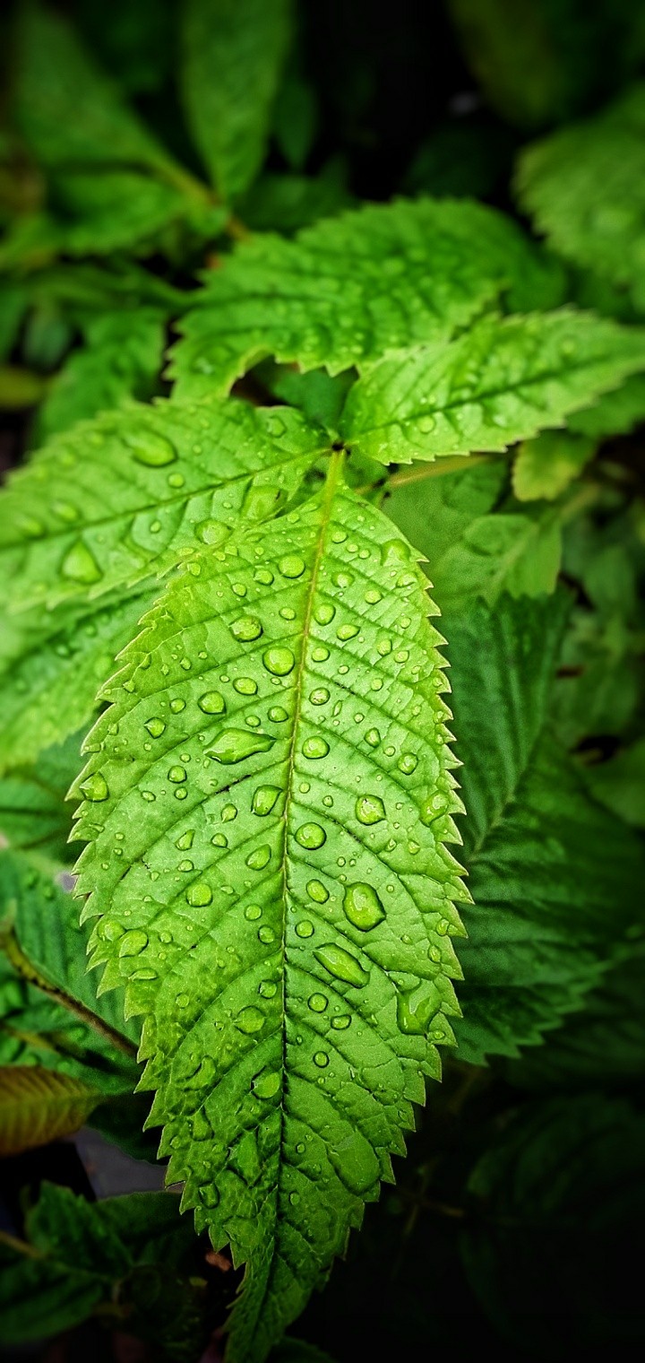 green tree
