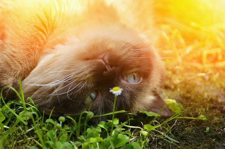 cat