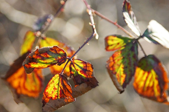 Don't leaf me...!  ;)