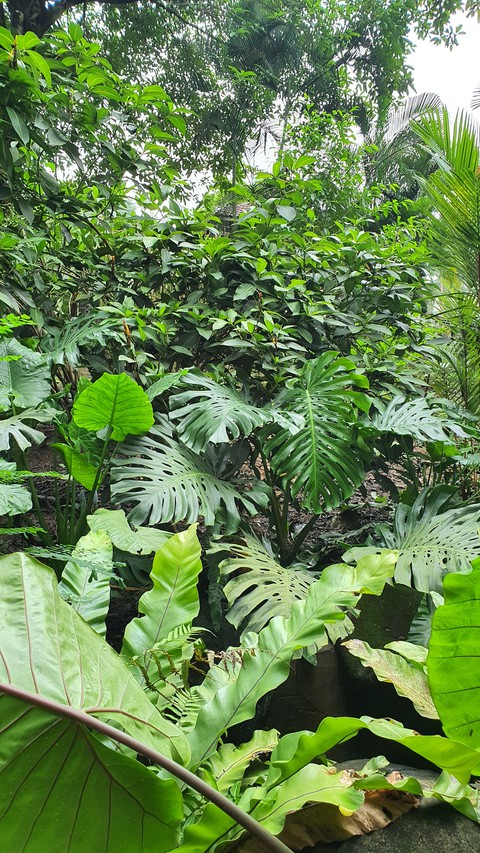 monstera