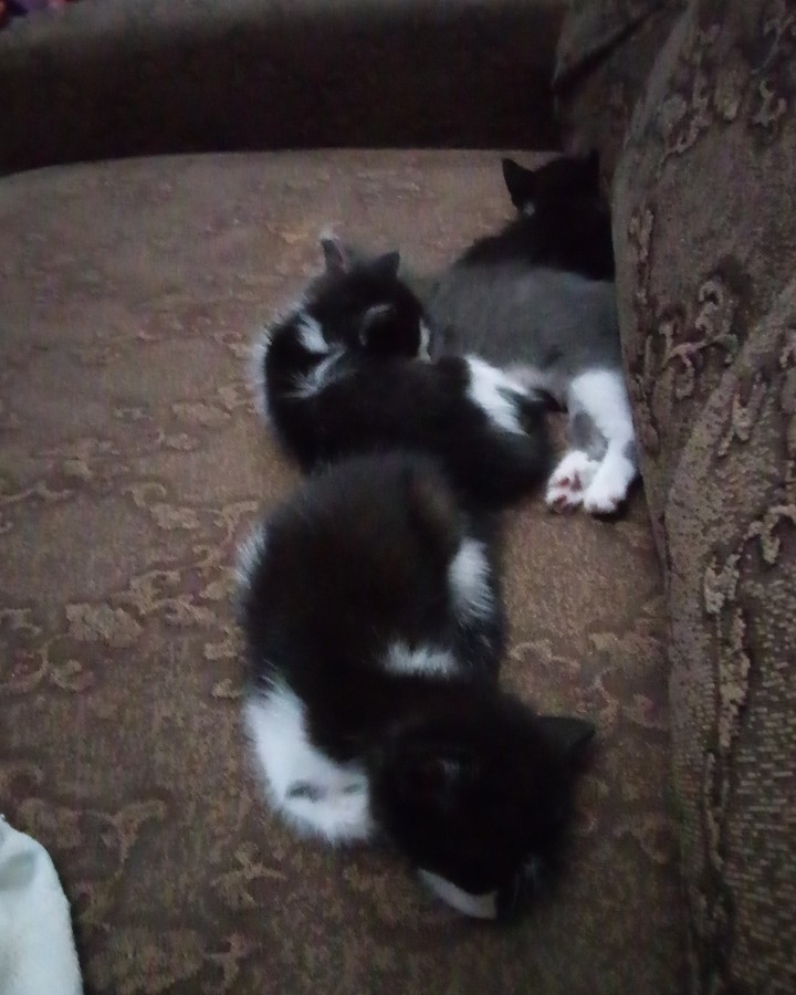 my cats