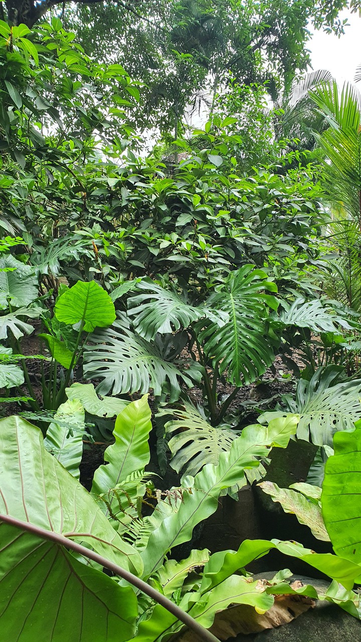 monstera