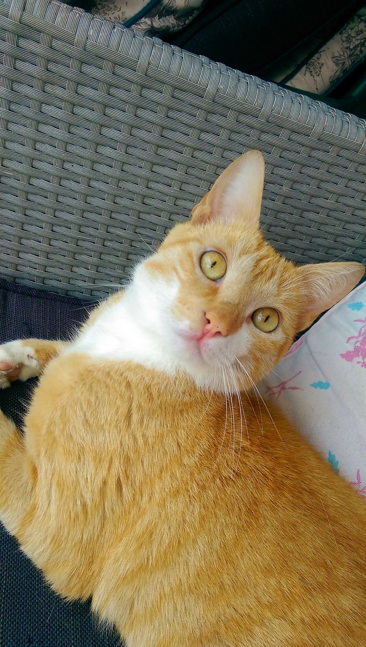 Fat Loui*