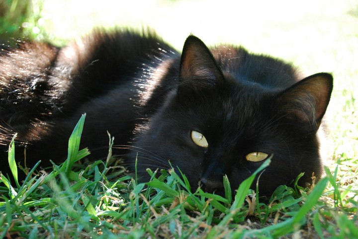 cat