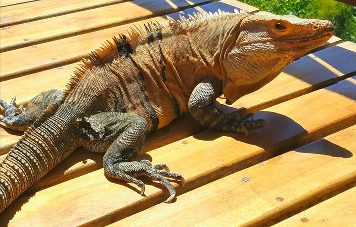 Costa Rica iguana