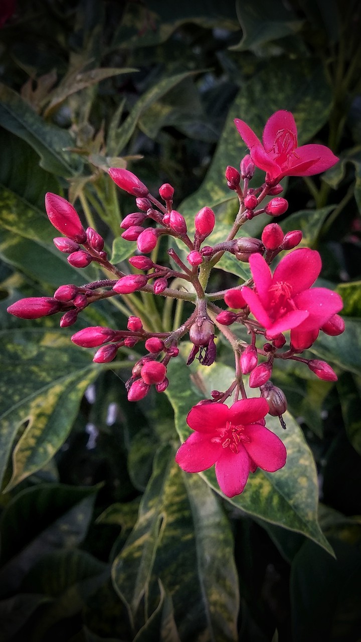 Red Flower