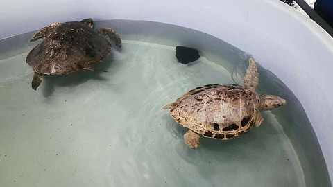 Rescatadas
