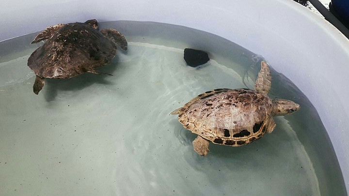 Rescatadas