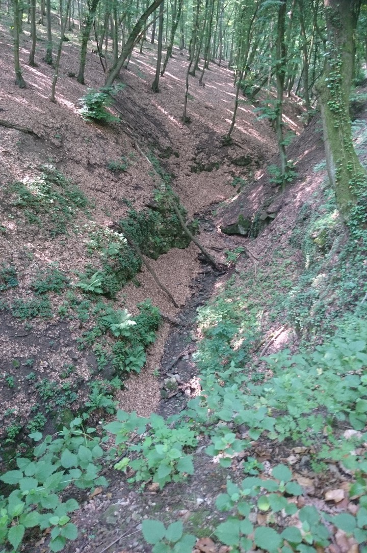 In forest